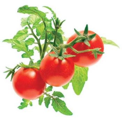 kapsule so semienkami a substrátom 3ks, Click and Grow mini paradajky